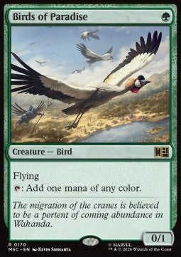 Birds of Paradise